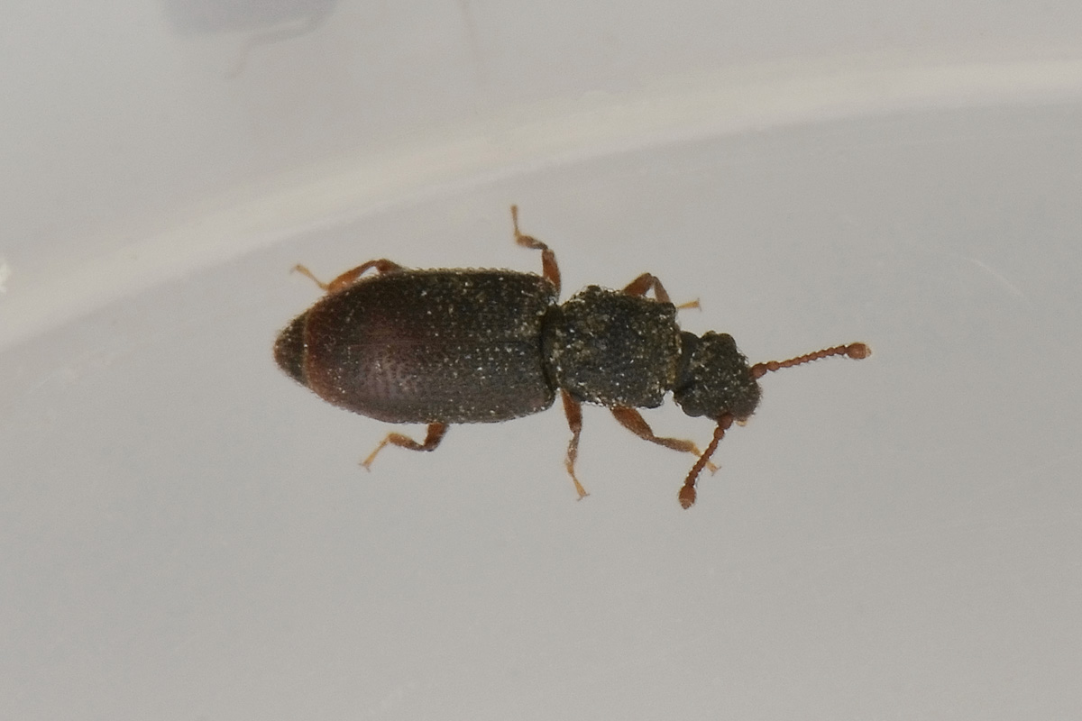 Monotoma sp. - Monotomidae